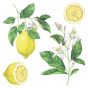 Lemons αυτοκόλλητα τοίχου βινυλίου 54122 Ango